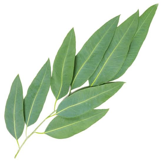 Eucalyptus — source of Eucalyptol