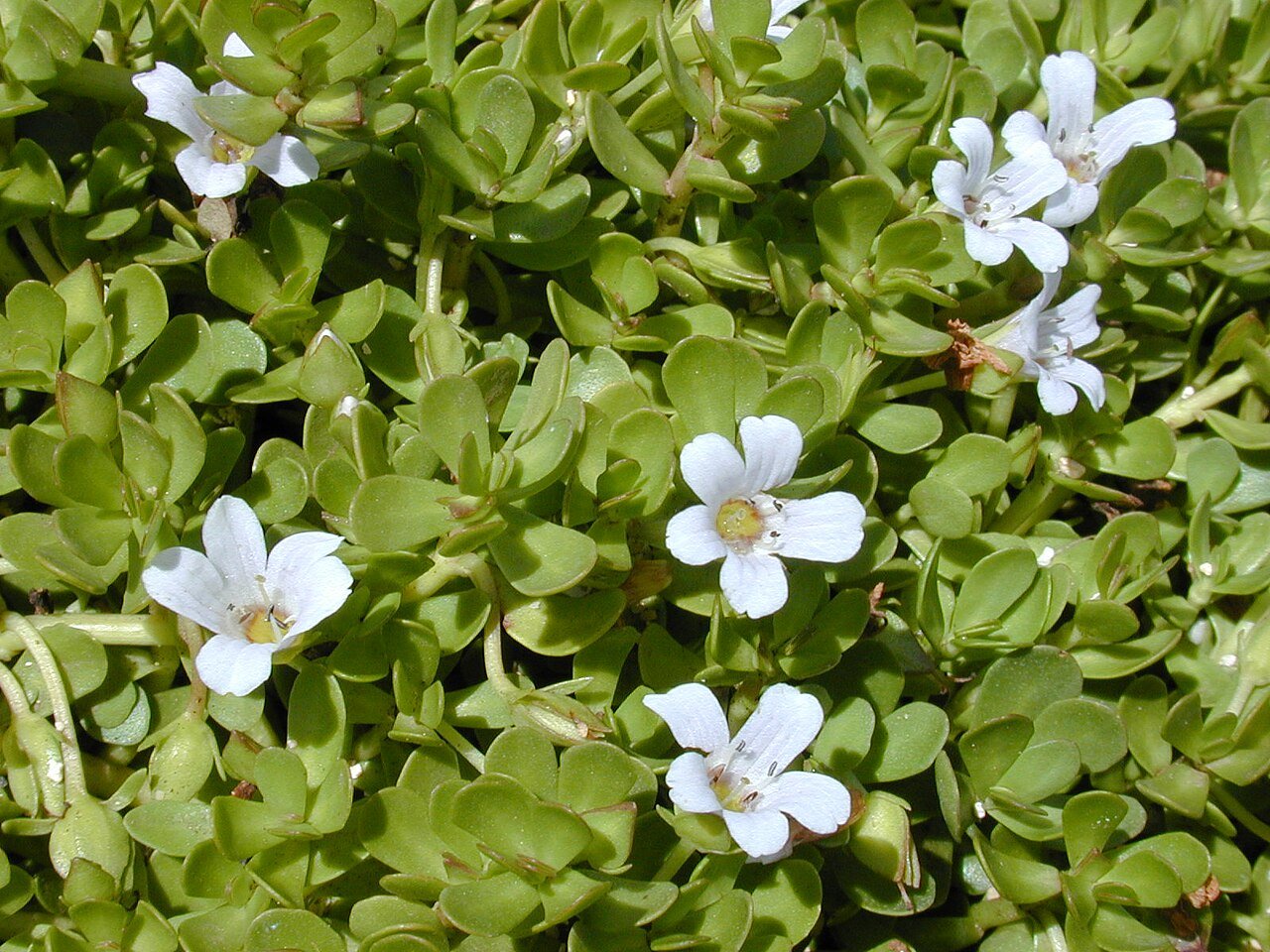 Bacopa Monnieri — Brahmi herb
