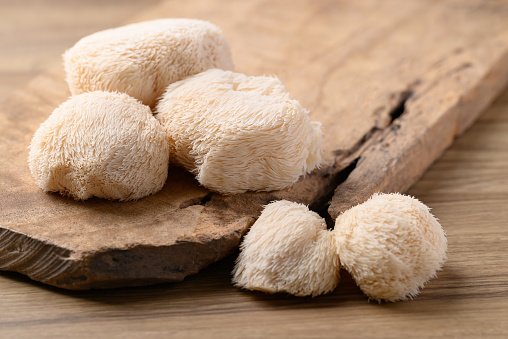 Lion's Mane mushroom — Yamabushitake